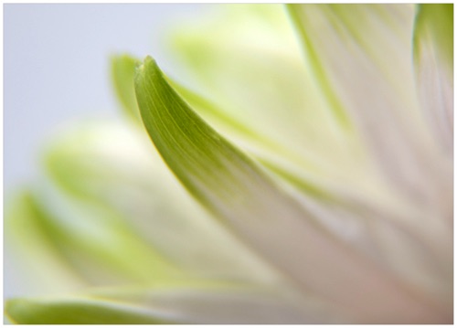004 Chrysanthemum.jpg 004 Chrysanthemum.jpg